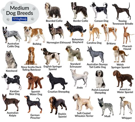 rolex dog breed|New dog breeds. .